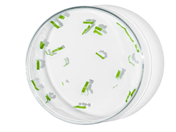 postbiotics_lab_petri.png