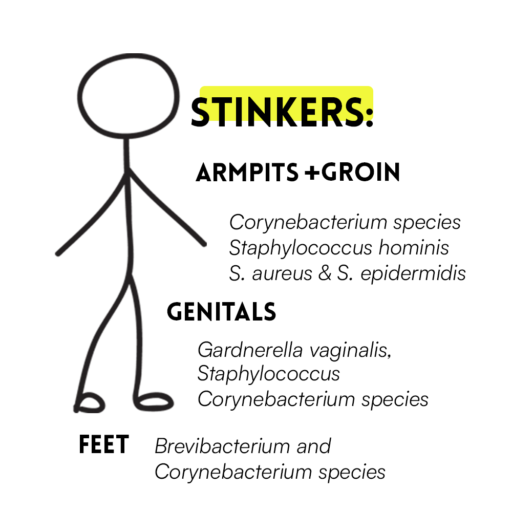 1_to_1_stinkers_m_ab4ab372-47f3-42b4-8738-082e3024a9e3.png