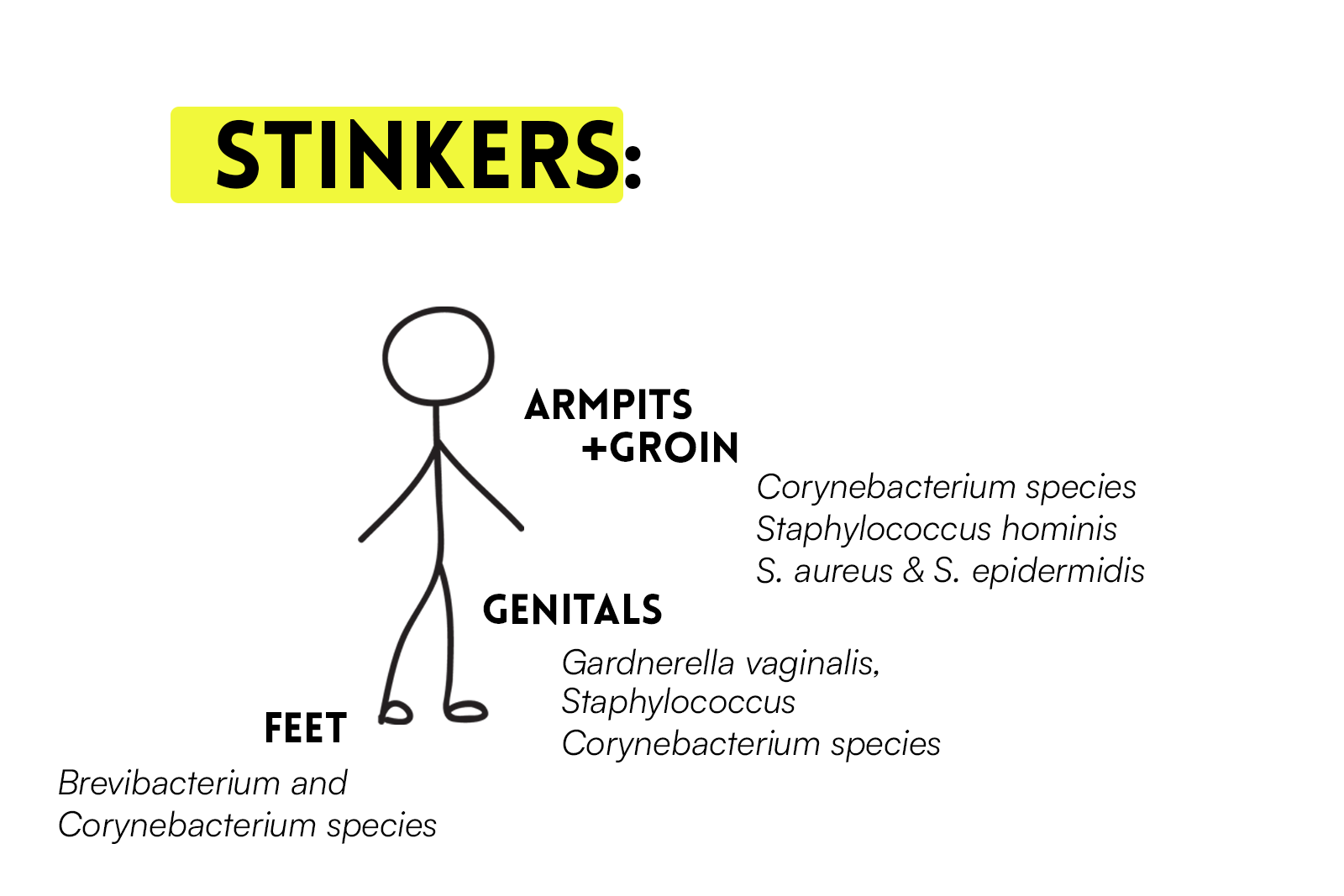 Stinkers_Main_large_556db3fc-d2e5-4f6e-a07b-008827a364fd.png