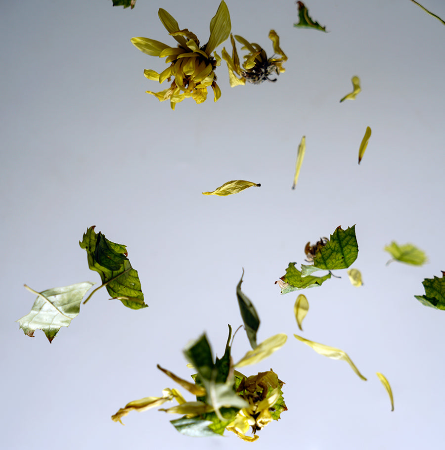 witch-hazel-sq-1.webp