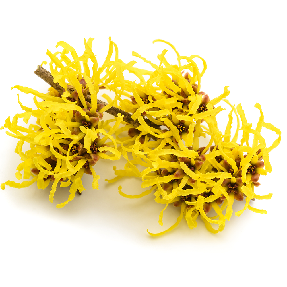 witch_hazel_square.png