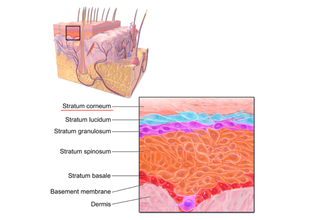 stratum corneum